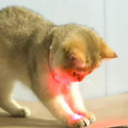 Rechargeable LED Cat Collar with Interactive Laser Toy for Cats & Dogs - Electronic Pet Teaser Collar